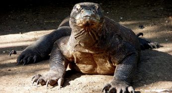 Komodo Ejderi Nedir? Nasıl Bir Hayvandır?