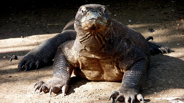 Dragon komodo komodo ejderi resimleri