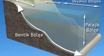 Deniz Yaşam Kuşağı – Denizler