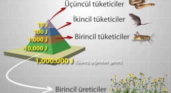 Enerji Piramitleri