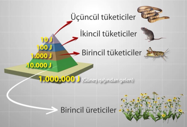 enerji piramitleri