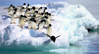 Penguenler Neden Kuzey Kutbunda Değil, Güney Kutbunda Yaşarlar?