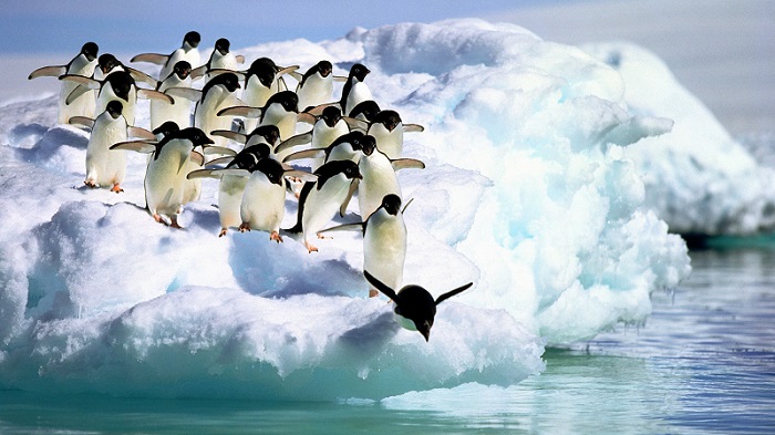 penguenler buzullarda