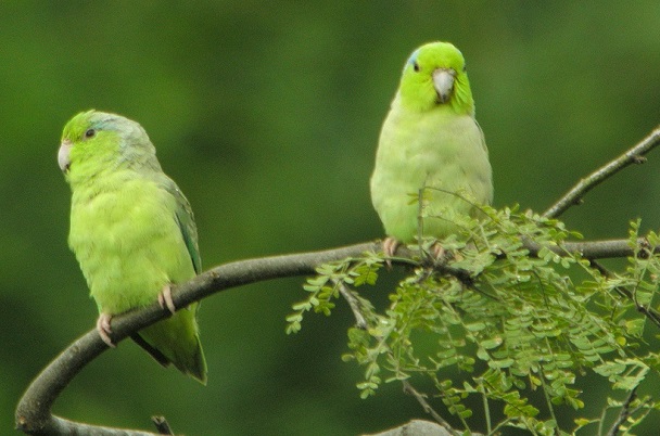 Pasifik-parrotlet