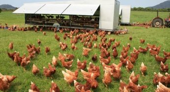Kafessiz Tavuk Yumurtası Nedir?