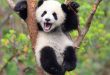 pandalar neden tembeller